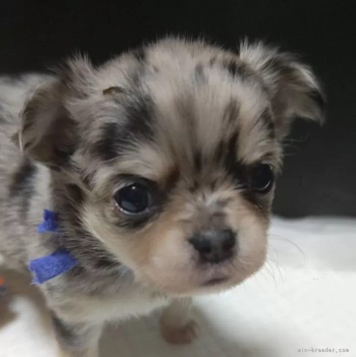 ID：2501-02256の子犬