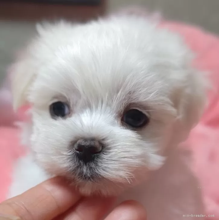 ID:2506-07786の子犬