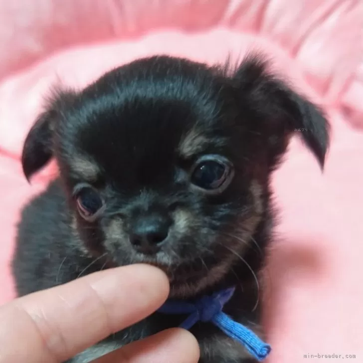 ID：2508-05453の子犬