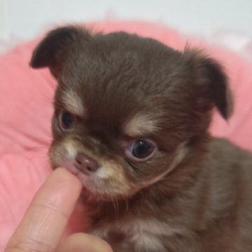 チワワ(ロング)【埼玉県・女の子・2025年10月18日・チョコレートタン】の写真「チョコレートタンの女の子」