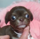 チワワ(ロング)