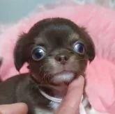 チワワ(ロング)