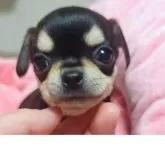 チワワ(スムース)
