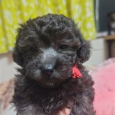 トイプードル(トイ)