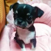 チワワ(スムース)