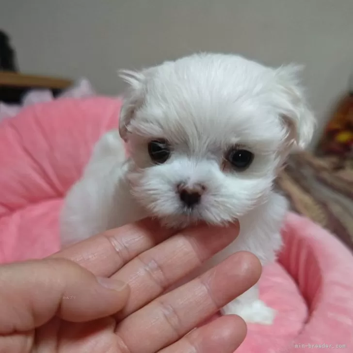 ID：2404-05771の子犬