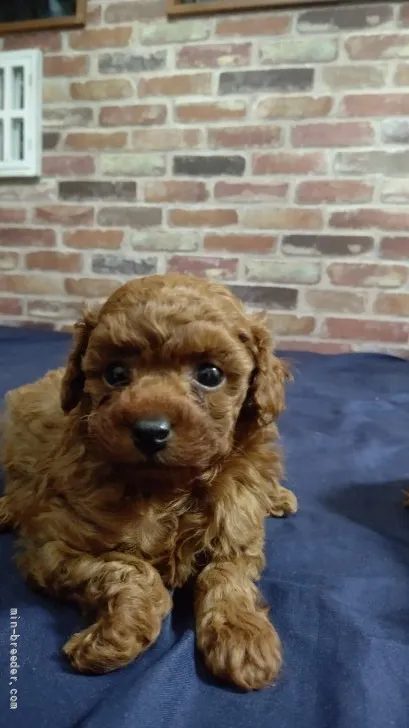 ID:2201-03103の子犬