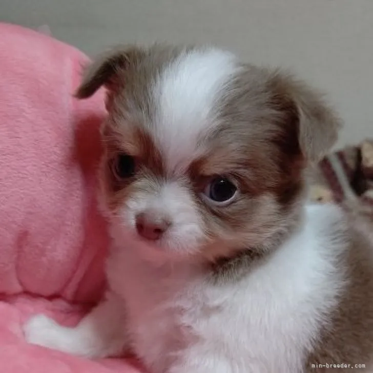 ID:2303-02778の子犬