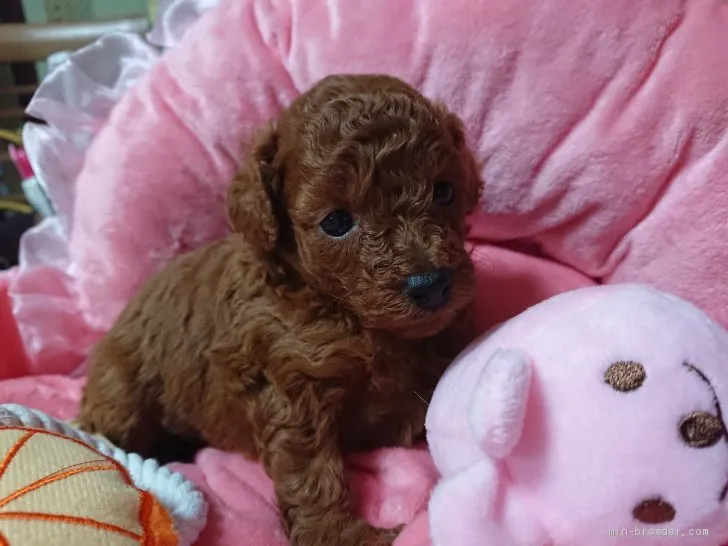 ID：1909-02218の子犬