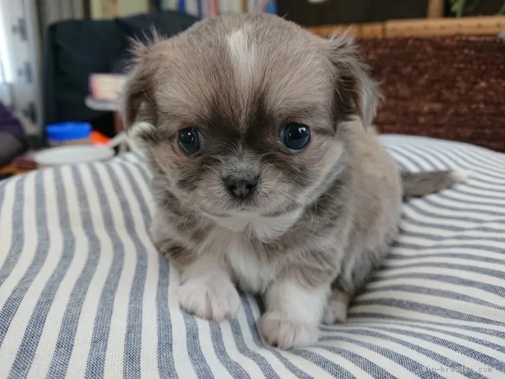 M.Y 様のお迎えした子犬