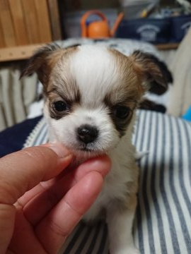 チワワ(ロング)【埼玉県・女の子・2019年12月6日・レッド&ホワイト】の写真「レッド&ホワイトの女の子」