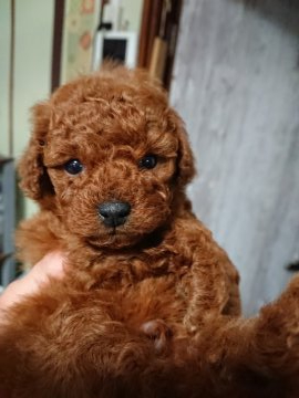 トイプードル(トイ)【埼玉県・男の子・2019年12月16日・レッド】の写真「レッドの男の子」