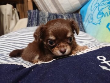 チワワ(ロング)【埼玉県・女の子・2019年11月19日・チョコレートタン】の写真「チョコレートタンの女の子」