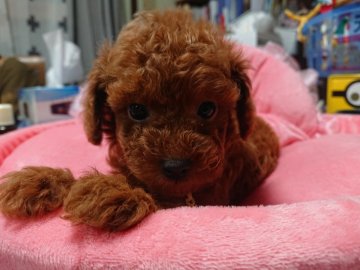 トイプードル(トイ)【埼玉県・男の子・2019年10月14日・レッド】の写真「レッドの男の子」