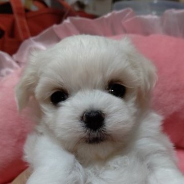 マルチーズ【埼玉県・女の子・2023年9月11日・ホワイト】の写真「マルチーズの女の子」