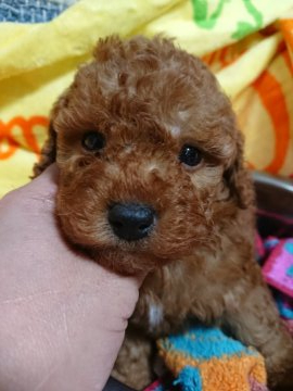 トイプードル(トイ)【埼玉県・男の子・2019年7月13日・アプリコット】の写真「5匹兄妹」