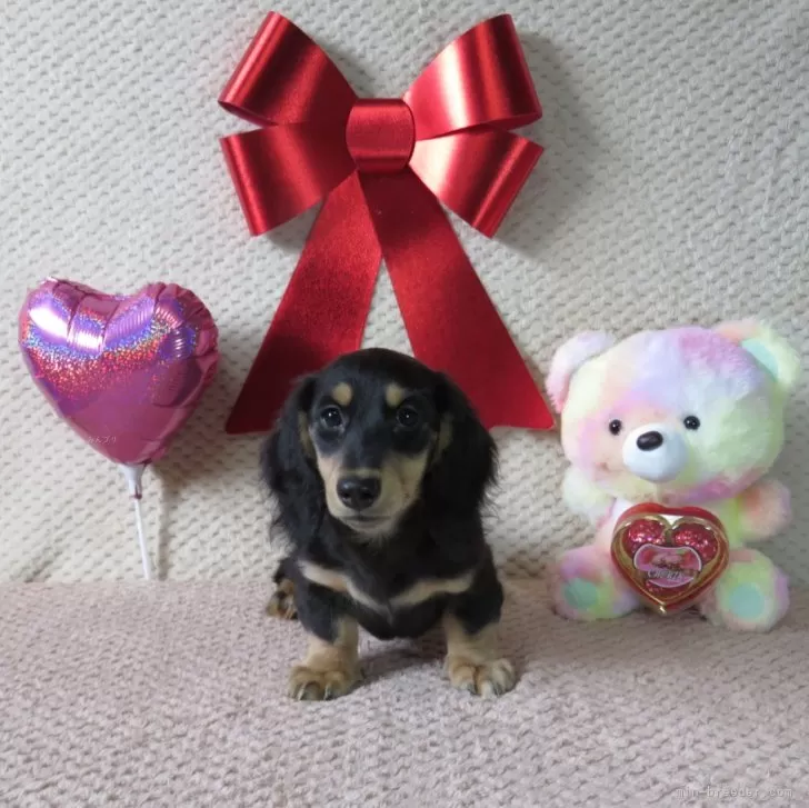 N 様のお迎えした子犬