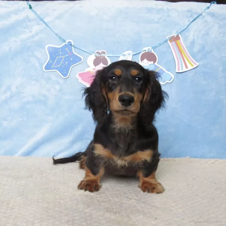 ID:2505-01704の子犬