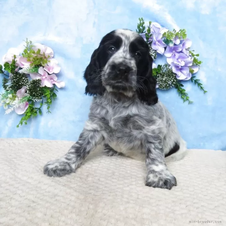 ID：2506-06029の子犬