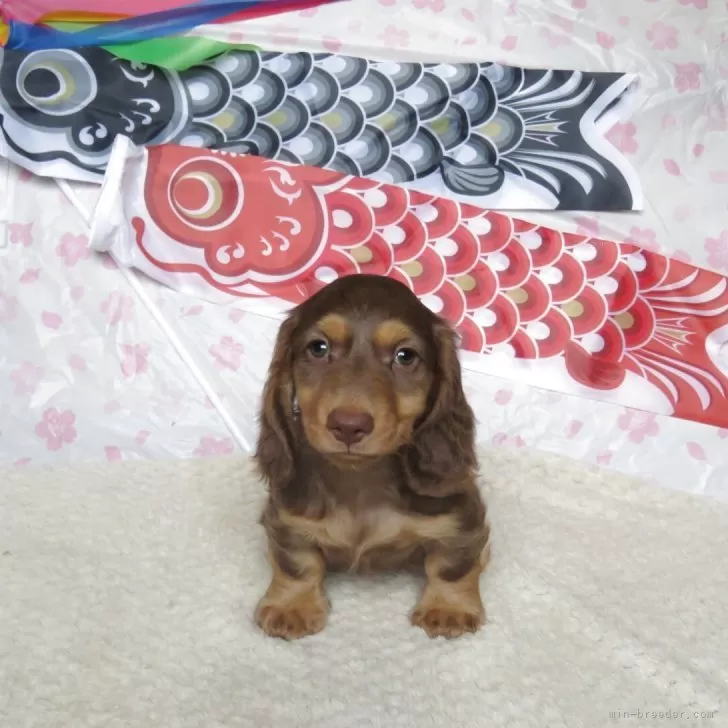 ID：2505-01707の子犬