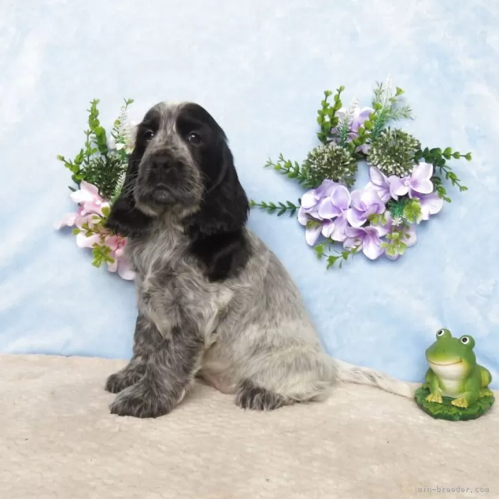 ID：2506-07472の子犬