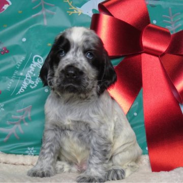 イングリッシュコッカースパニエル【山口県・男の子・2024年10月1日・ブルーローン】の写真「★骨量の有る、ムチムチボディーの仔犬★三男」