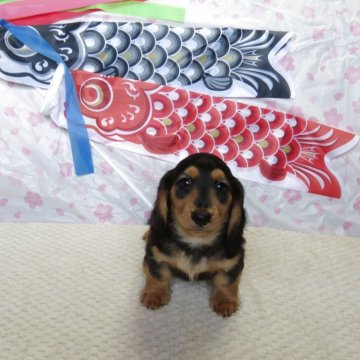 ミニチュアダックスフンド(ロング)【山口県・男の子・2025年3月6日・ブラック&タン】の写真「★骨量の有る、英国１００％血統の仔犬★長男」