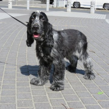 イングリッシュコッカースパニエル【山口県・男の子・2024年10月1日・ブルーローン】の写真「★骨量の有る、ムチムチボディーの仔犬★次男」