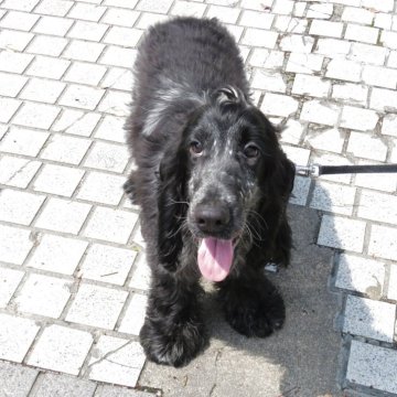 イングリッシュコッカースパニエル【山口県・女の子・2024年10月1日・ブルーローン】の写真「★甘えん坊で、聞き分けの良い子★次女」