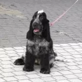 イングリッシュコッカースパニエル