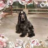 イングリッシュコッカースパニエル