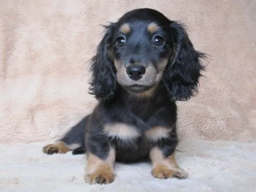 ID：1409-01351の子犬