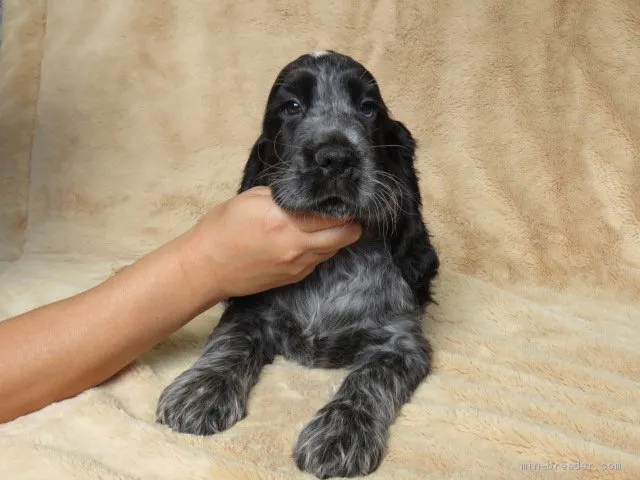 ID：1907-02605の子犬