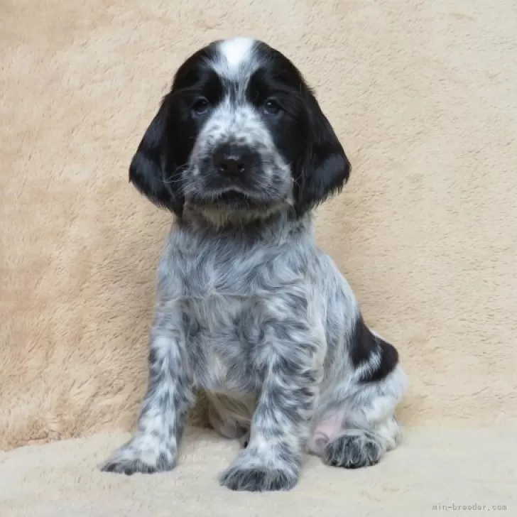 ID：2312-02014の子犬