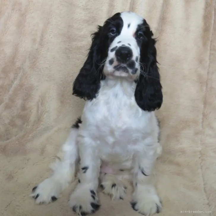 ID:2309-01747の子犬