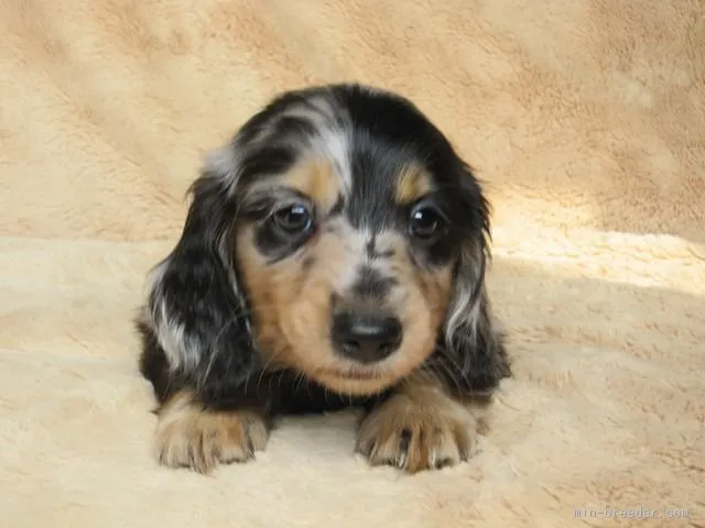 ID：1602-01193の子犬