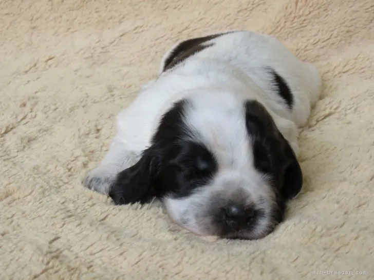 ID：1704-00055の子犬