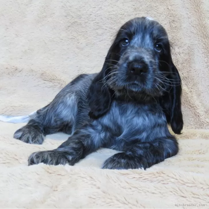 ID:2407-05664の子犬