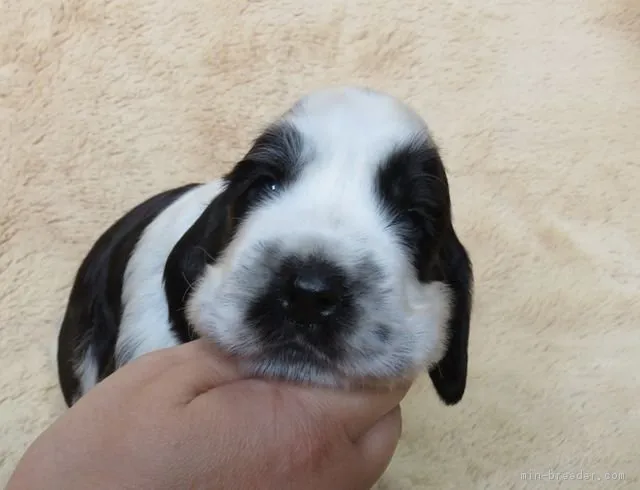 ID：1709-01200の子犬