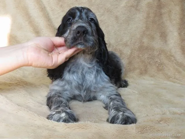 ID：1709-01201の子犬