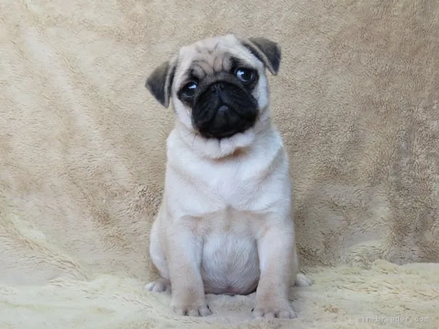 ID：1701-00707の子犬