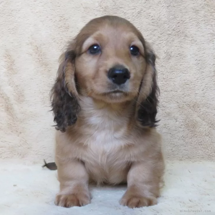 ID：2404-02672の子犬