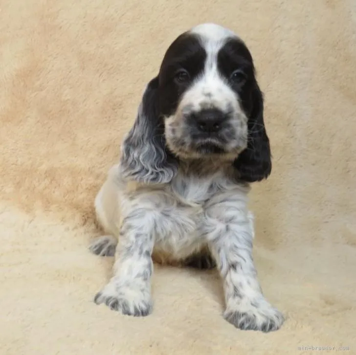 ID：2212-03181の子犬