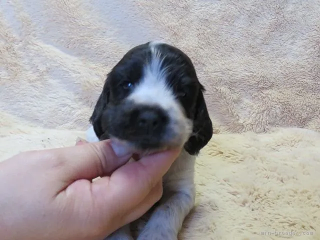 ID:1710-00344の子犬