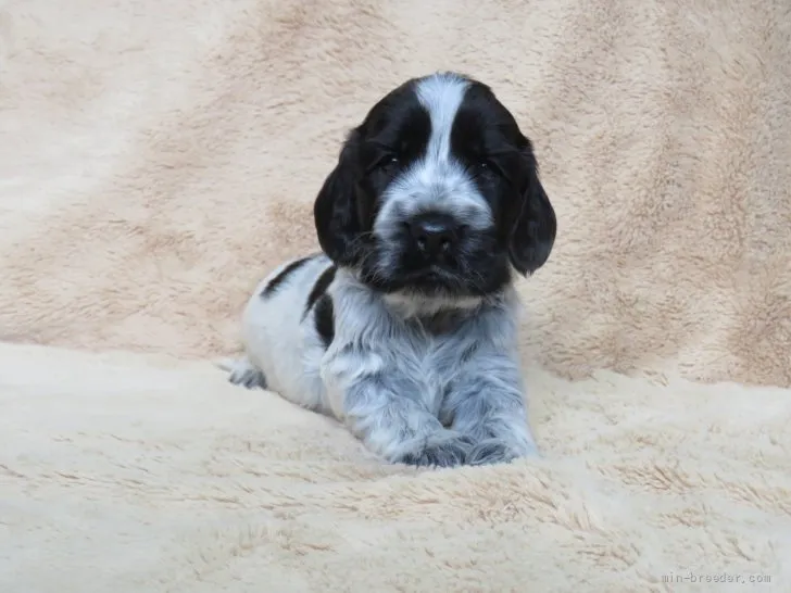 ID：2111-01382の子犬