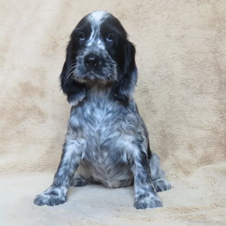 ID：2402-05981の子犬
