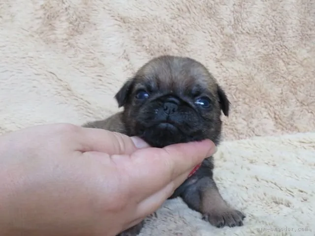 ID:1709-02361の子犬