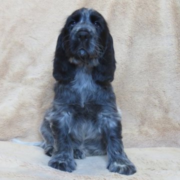 イングリッシュコッカースパニエル【山口県・男の子・2023年7月3日・ブルーローン】の写真「★骨量の有る、性格の良い子★④」