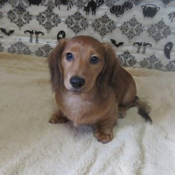 ミニチュアダックスフンド(ロング)【山口県・男の子・2024年6月27日・レッド】の写真「★骨量の有る、英国１００％血統の仔犬★長男」