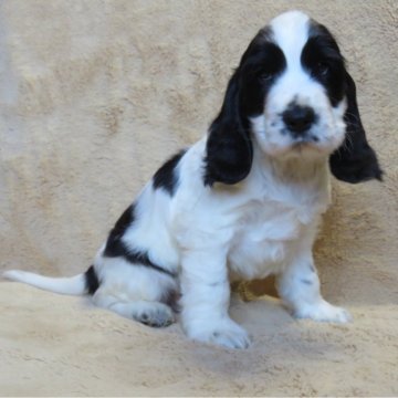 イングリッシュコッカースパニエル【山口県・男の子・2024年6月6日・ブラック&ホワイト】の写真「★骨量の有る、明るい性格の子★長男」